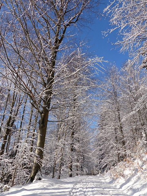 Free Winter Landscape Black Forest photo and picture