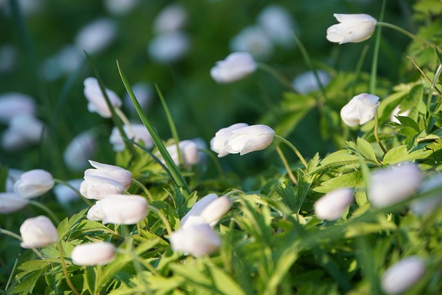 Free Wood Anemones Nature photo and picture