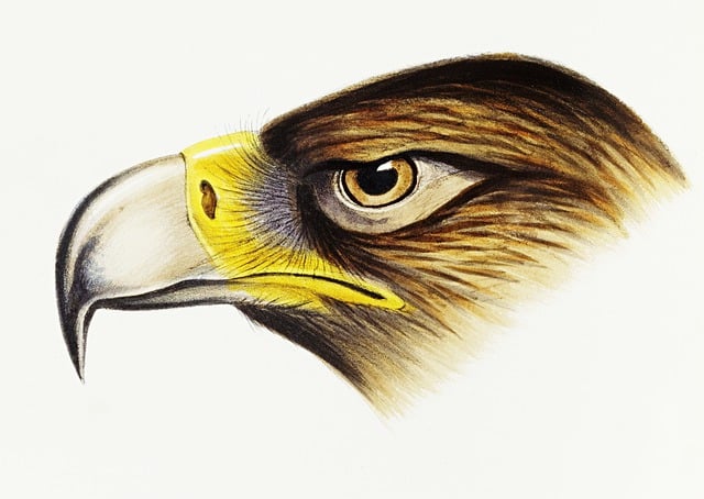 White-Tailed Eagle, Adelaar, Hoofd