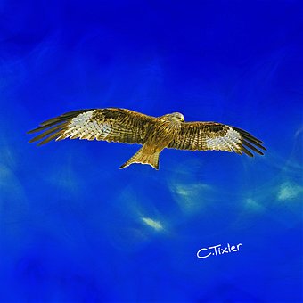 Free Sea Eagle photo and picture