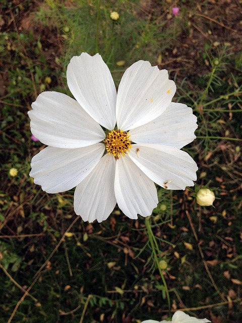 Free Daisies White photo and picture