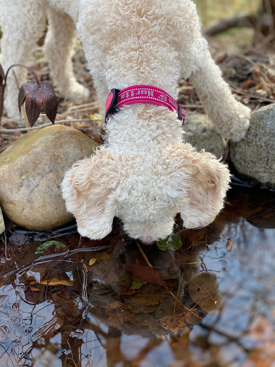Dog Water Nature Free photo on Pixabay Pixabay