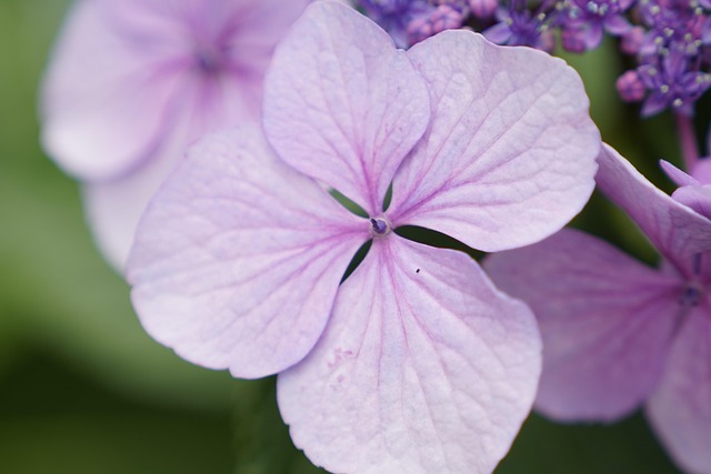 Ungu Bunga Bloom - Foto gratis di Pixabay - Pixabay