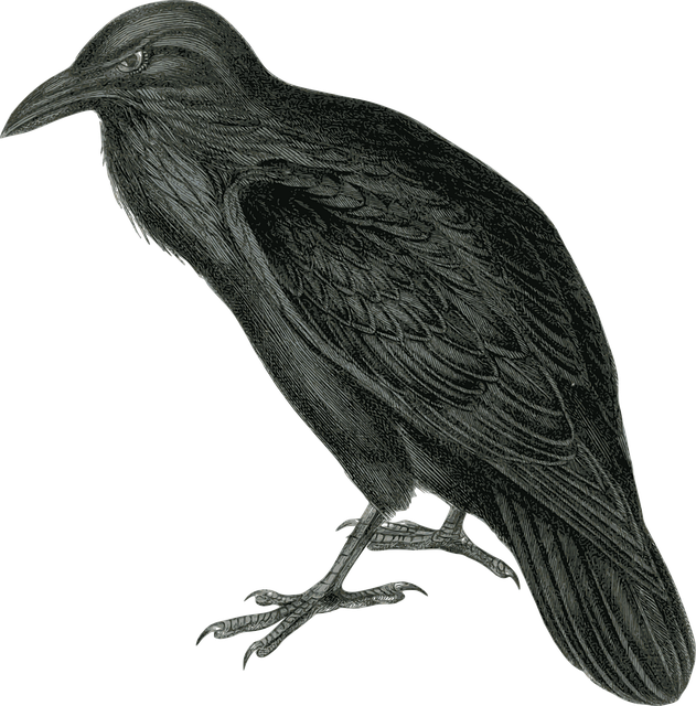 Download Raven, Crow, Bird. Royalty-Free Vector Graphic - Pixabay
