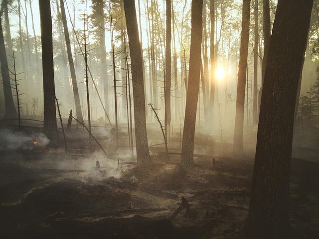 Free Burn Burnt photo and picture