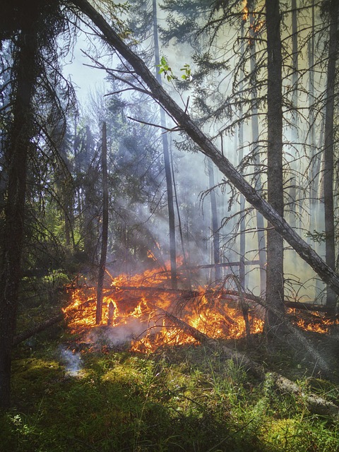 Free Burn Burnt photo and picture
