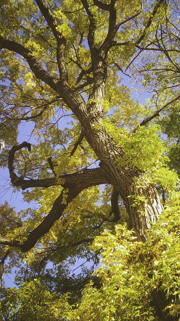 Free Beautiful Boreal photo and picture