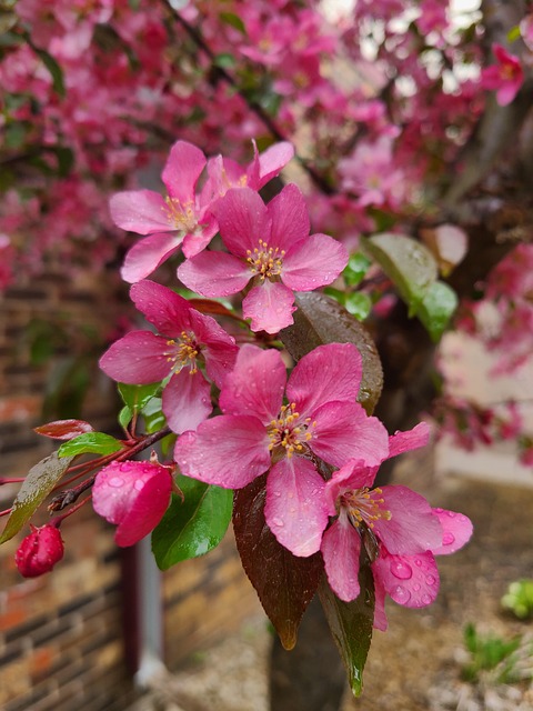 Free Flower Pink photo and picture