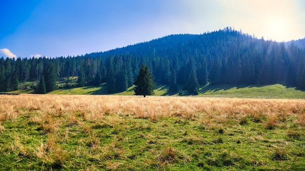 Landschaft, Bäume, Natur, Wälder, Baum