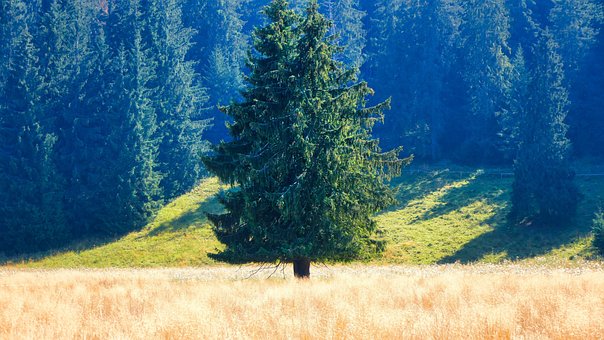 Landschaft, Bäume, Natur, Wälder, Baum