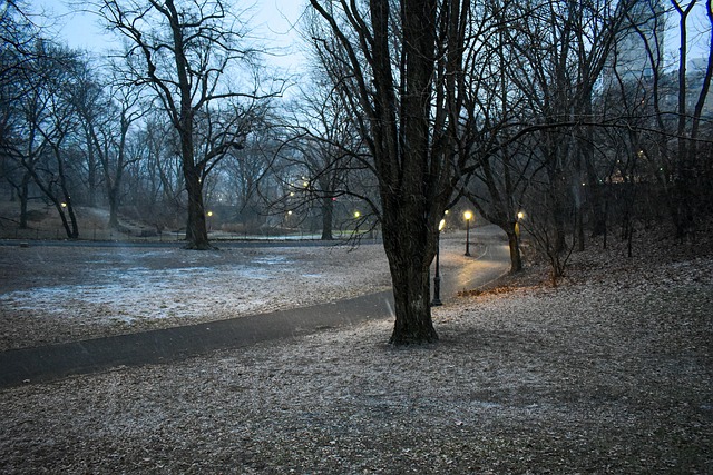 Free Winter Central Park photo and picture