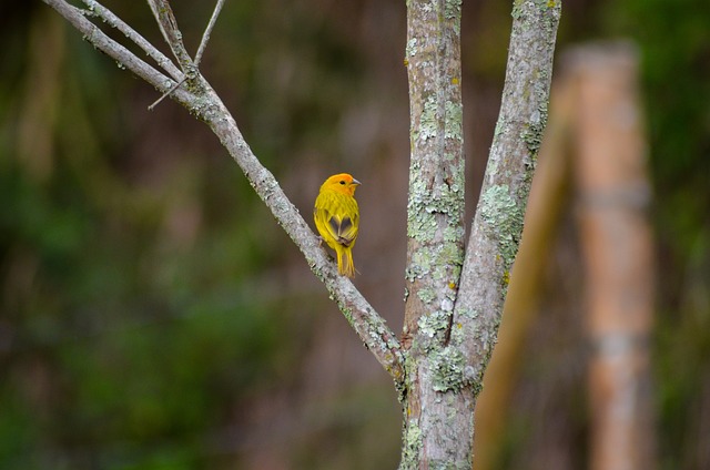 Free Bird Yellow photo and picture