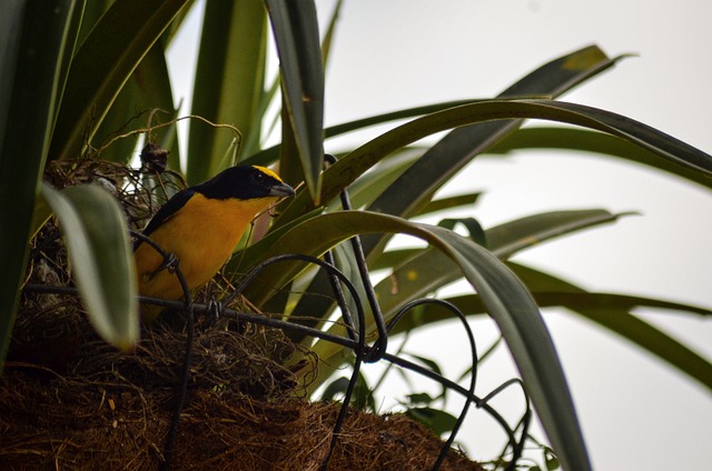 Free Nest Bird photo and picture