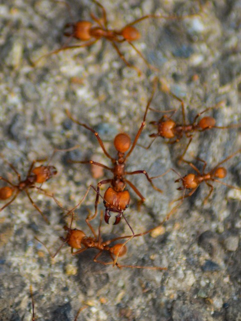 Free Ant Cologne photo and picture