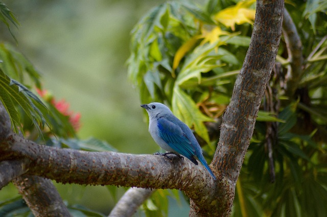 Free Blue Bird photo and picture
