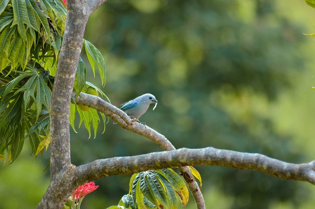 Free Bird Blue photo and picture