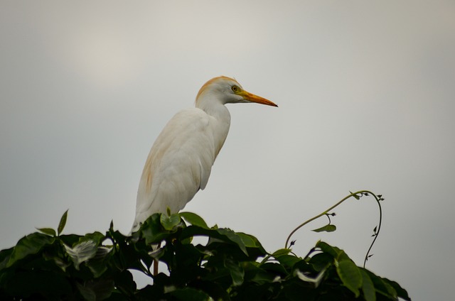 Free Bird White photo and picture
