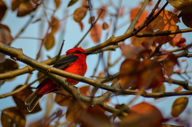 Free Red Bird photo and picture