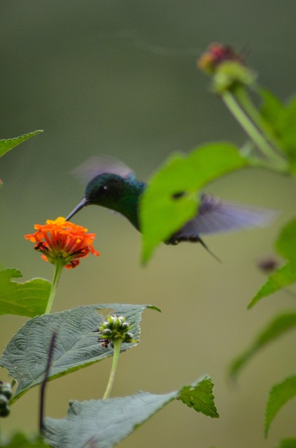 Free Hummingbird Flowers photo and picture