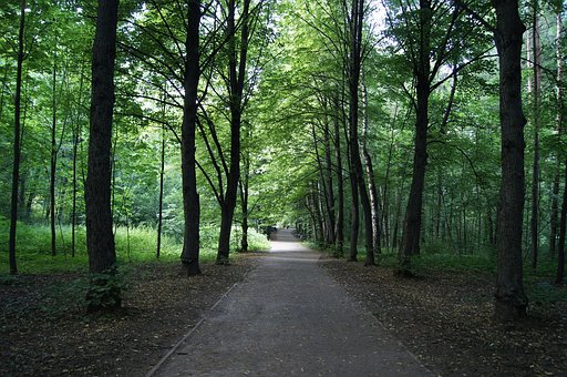 Дорожка В Лесу, Лес, Природа, Лето