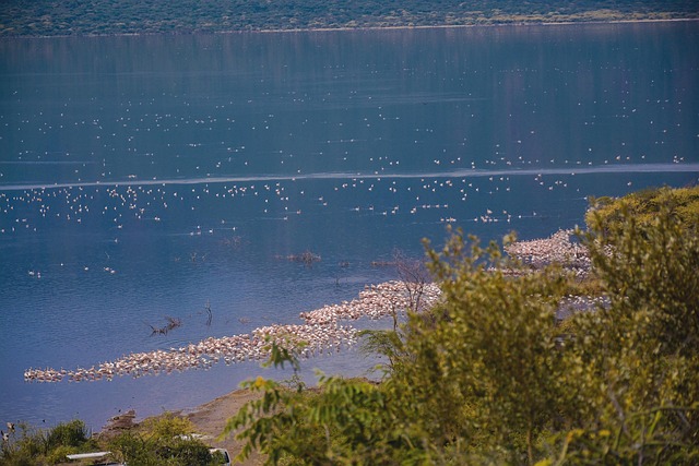 Free Flamingos Flamingolove photo and picture
