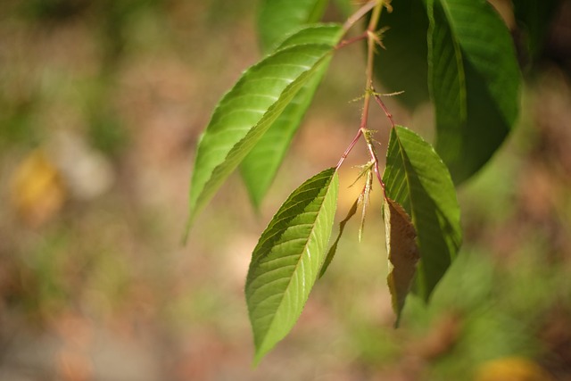 Free Leaf Natural photo and picture
