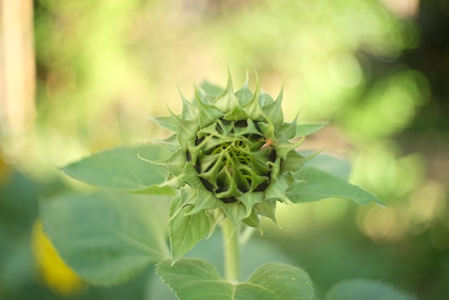 Free Sunflower Leaf photo and picture