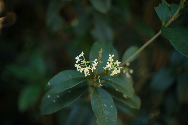 Free White Flower Spring photo and picture