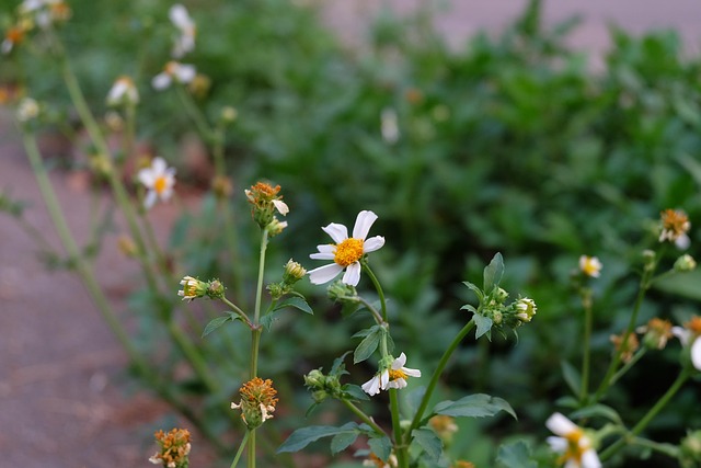 Free White Flower Local photo and picture