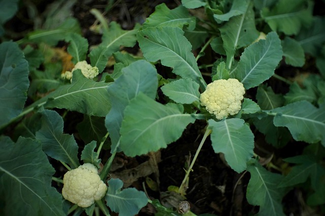 Free Cauliflower Sprout photo and picture