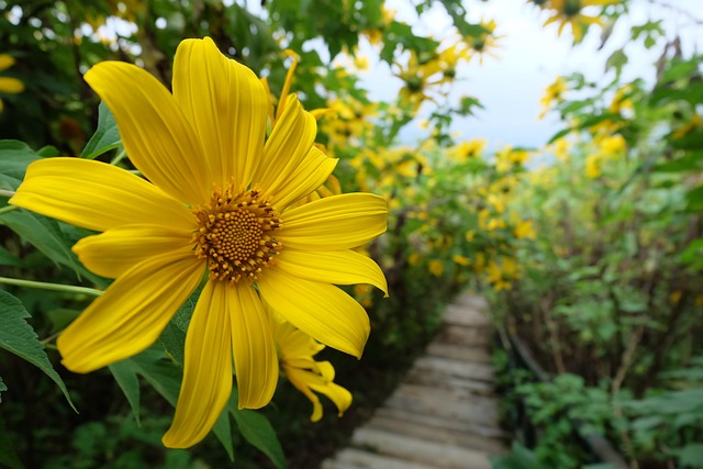 Free Mexican Sunflower photo and picture