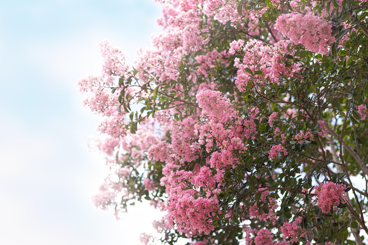 树 开花 春天 - Pixabay上的免费照片 - Pixabay