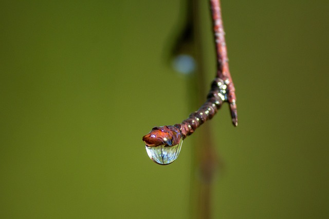 Drop, Water, Water Drop, Regen