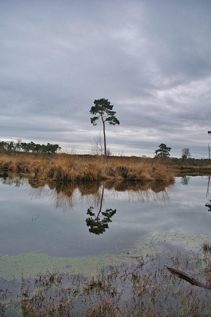 Free Nature Mirror photo and picture