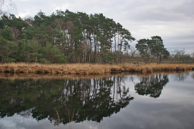 Free Nature Mirror photo and picture