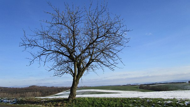 Boom, Winter, Land, Natuur, Sneeuw