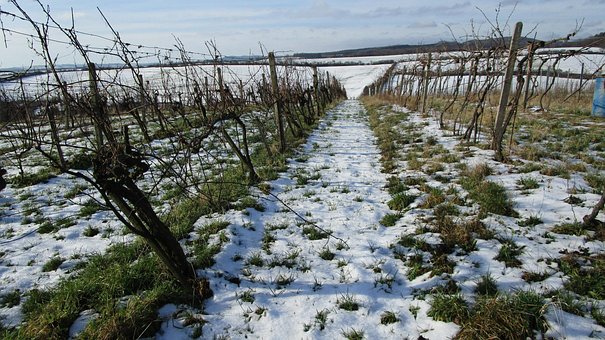 Winter, Land, Wijngaard, Natuur