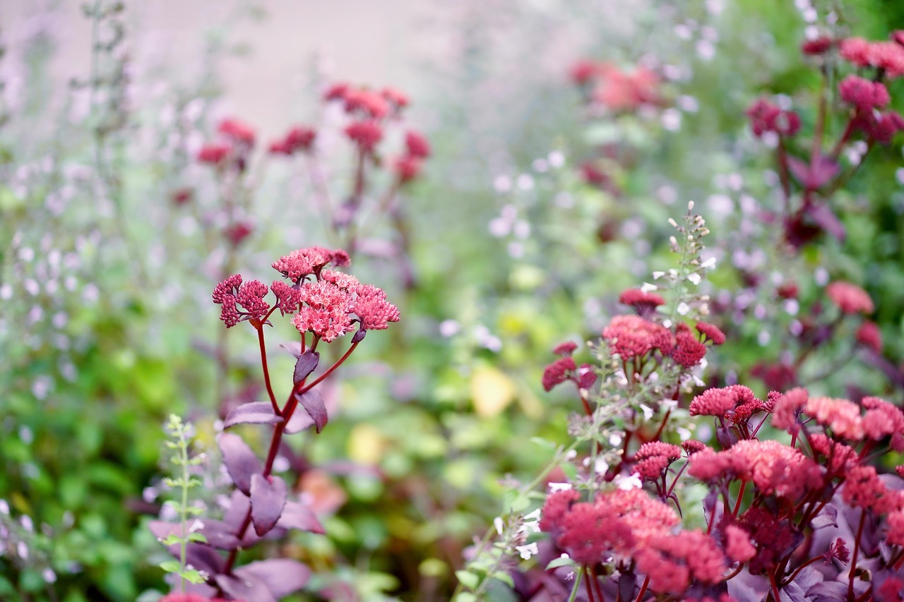 Orpine Flowers Flower Meadow - Free photo on Pixabay - Pixabay
