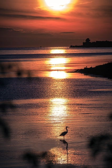 Atardecer, Mar, Grua, Silueta, Sol