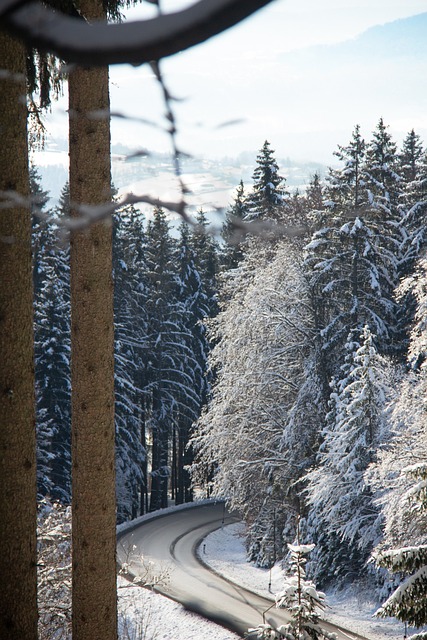 Free Forest Road photo and picture