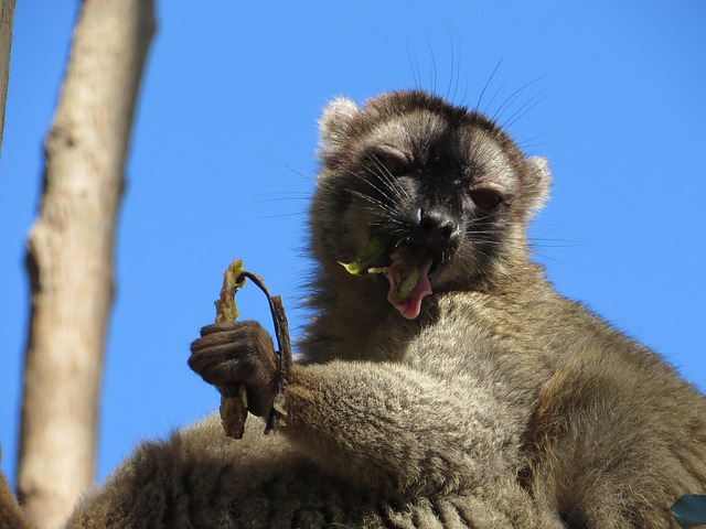 Free Lemurs Lemur photo and picture