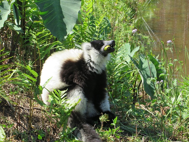 Free Lemur Madagascar photo and picture