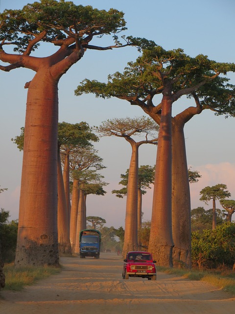 Free Baobab Madagascar photo and picture