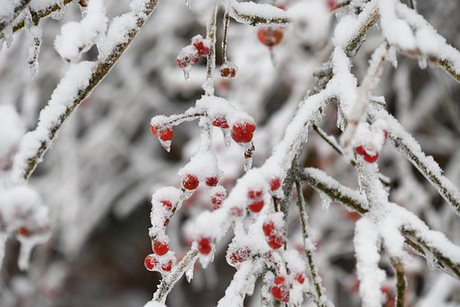 Beeren, Geäst, Frost, Raureif, Eis