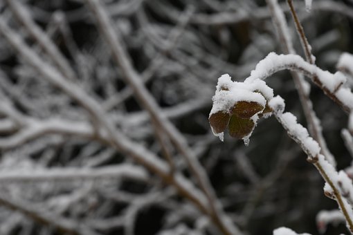 Eis, Winter, Schnee, Pflanze, Gefroren