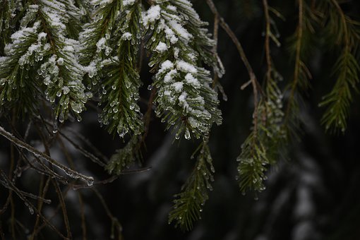 Eis, Winter, Schnee, Pflanze, Gefroren