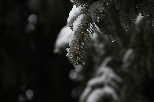 Eis, Winter, Schnee, Pflanze, Gefroren