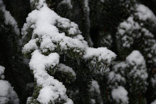 Eis, Winter, Schnee, Pflanze, Gefroren