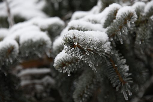 Eis, Winter, Schnee, Pflanze, Gefroren