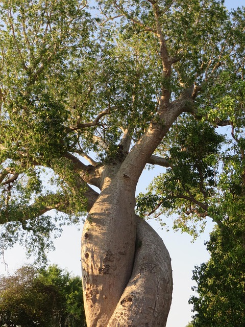 Free Tree Of Lovers Baobab photo and picture
